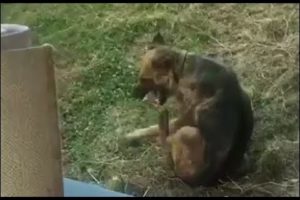 Rescuing Abandoned dog in the Puddle mud, injured Two hind legs