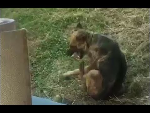 Rescuing Abandoned dog in the Puddle mud, injured Two hind legs