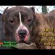 Rescuing a Pit Bull who just wanted to be loved. A MUST SEE Hope For Paws video!