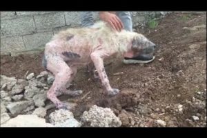 Rescuing an Abandoned old Dog, Severe Dermatitis | Animal Rescue TV
