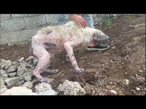 Rescuing an Abandoned old Dog, Severe Dermatitis | Animal Rescue TV