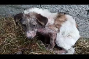Rescuing poor Dog Abandoned Dermatitis all over The body - Ending Sadness