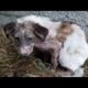 Rescuing poor Dog Abandoned Dermatitis all over The body - Ending Sadness