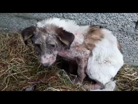 Rescuing poor Dog Abandoned Dermatitis all over The body - Ending Sadness