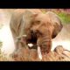 Rhino vs Bull Elephant Amazing Animals fights