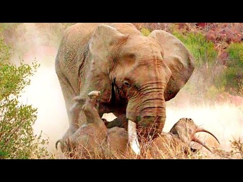 Rhino vs Bull Elephant Amazing Animals fights