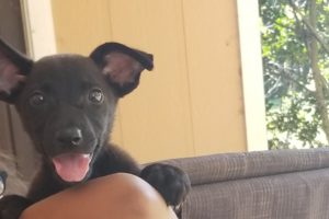 Rika & Lyla Playing! || Cute Puppies Playing