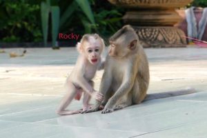 Rocky playing with his friend seemed happy. |  Click 14