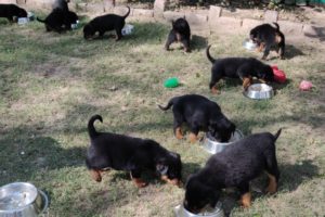 Rottweiler  Cutest Puppies of All time / puppy  Food / 9896504757 /9053119990/ Doggyz World
