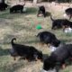 Rottweiler  Cutest Puppies of All time / puppy  Food / 9896504757 /9053119990/ Doggyz World