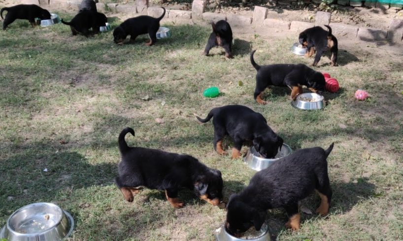 Rottweiler  Cutest Puppies of All time / puppy  Food / 9896504757 /9053119990/ Doggyz World