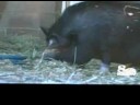 SPCA Wildfire Animal Rescue KSBW News Story