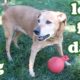 Senior Old Dog Playing Ball In Lawn - Dogs Outdoor Games - Cute Animals Videos - DogsCircle Jazevox