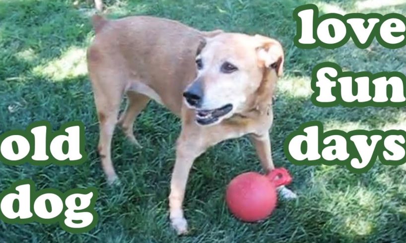 Senior Old Dog Playing Ball In Lawn - Dogs Outdoor Games - Cute Animals Videos - DogsCircle Jazevox