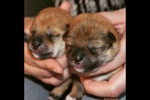 Shiba Puppy Cam: Watch the cutest Shiba pups grow up day by day! Yukiko Kensha (@yukikokensha_shiba)