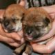 Shiba Puppy Cam: Watch the cutest Shiba pups grow up day by day! Yukiko Kensha (@yukikokensha_shiba)