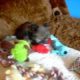 Shorkie Shorkie Puppies Cutest puppies www.pricelesspups.net