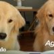 Si los perros pudieran hablar | El Dodo