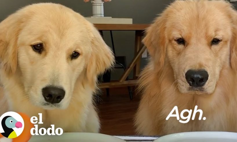 Si los perros pudieran hablar | El Dodo