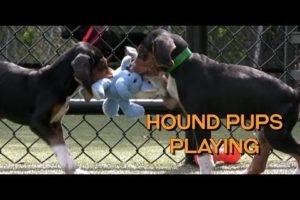 Six Cute Hound Puppies Playing at Northeast Animal Shelter