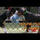 Six Cute Hound Puppies Playing at Northeast Animal Shelter