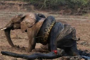 Snake Vs Bull Elephant Python Vs Elephant Lion Attacks Animal Fight Back Nature Wildlife