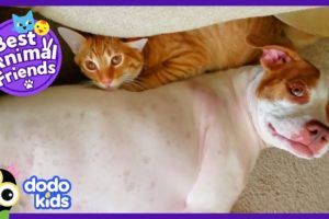 Sneaky Baby Cat Has Super Secret Friendship With Emma The Dog | Animal Videos For Kids | Dodo Kids
