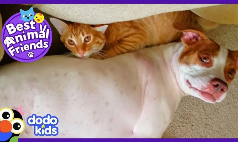 Sneaky Baby Cat Has Super Secret Friendship With Emma The Dog | Animal Videos For Kids | Dodo Kids