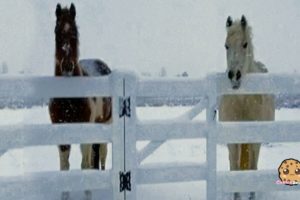 Snow Storm Day + Rainbow ! My Dogs + Horses Sunday With Sugar Animal Horse Vlog