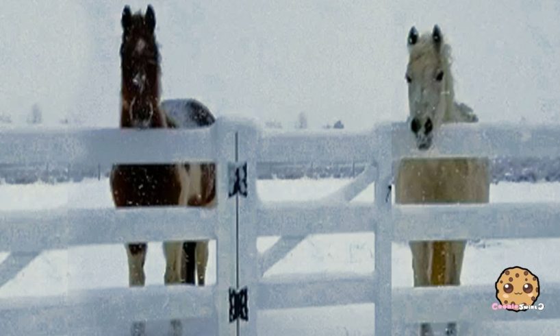 Snow Storm Day + Rainbow ! My Dogs + Horses Sunday With Sugar Animal Horse Vlog