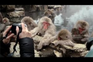 Snow monkeys soak in hot springs of Japan