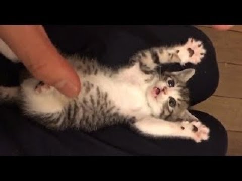 So many cute kittens videos compilation 2019 #2