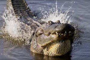 Spectacular Alligator Mating Display | Animal Super Senses | BBC Earth