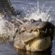 Spectacular Alligator Mating Display | Animal Super Senses | BBC Earth