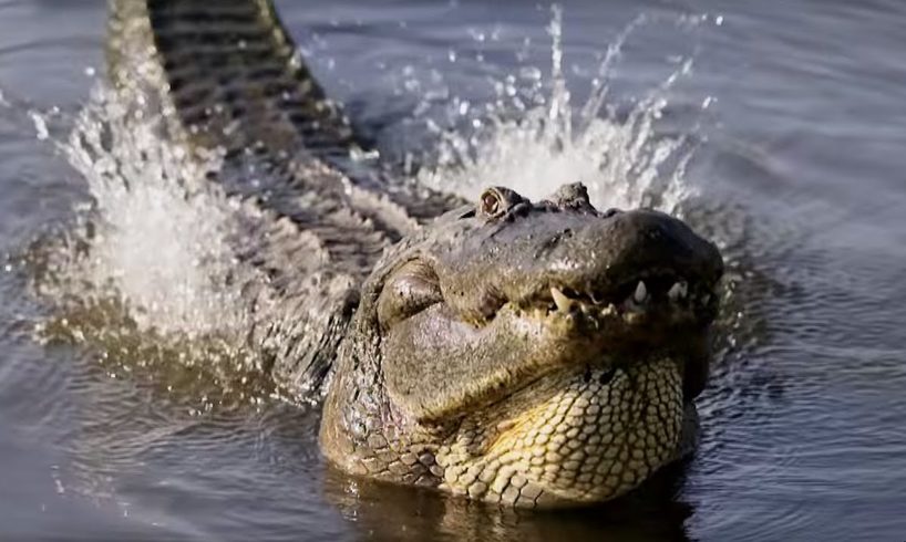 Spectacular Alligator Mating Display | Animal Super Senses | BBC Earth