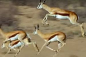 Springboks Antelopes vs Cheetahs | Wild Africa | BBC Earth