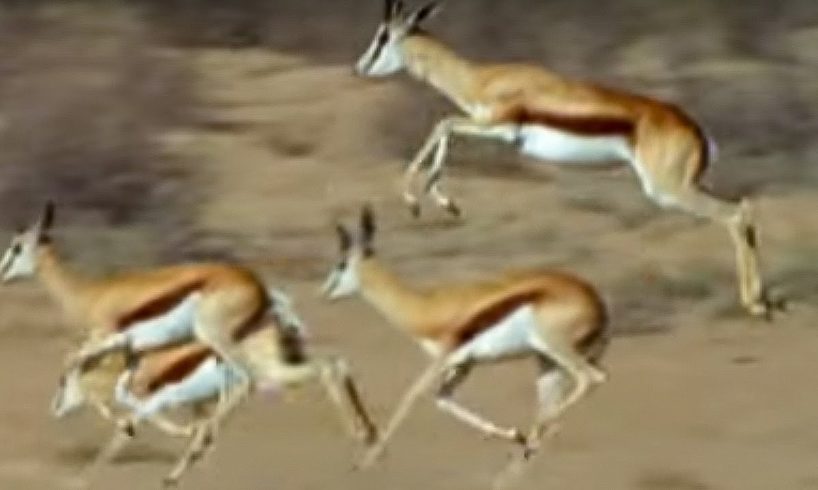 Springboks Antelopes vs Cheetahs | Wild Africa | BBC Earth