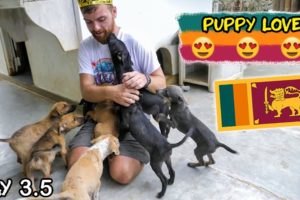 Sri Lanka Tuktuk Tournament Day 3.5 | Cute Puppies Edition