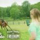 Starving Horse Becomes So Gorgeous And HAPPY  | The Dodo First Taste Of Freedom