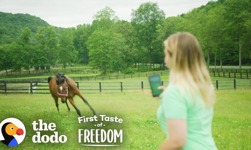 Starving Horse Becomes So Gorgeous And HAPPY  | The Dodo First Taste Of Freedom