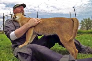 Stewie The Caracal Thinks I'm His Mother | African Cat Acts Like Kitten & Cub - Rubs Nurses & Purrs