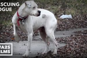 Stray Dog Acting Strange Is taken To Vet Rescue - Hope For Dogs