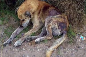 Street dog rescued in the worst state of neglect