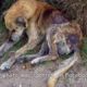 Street dog rescued in the worst state of neglect