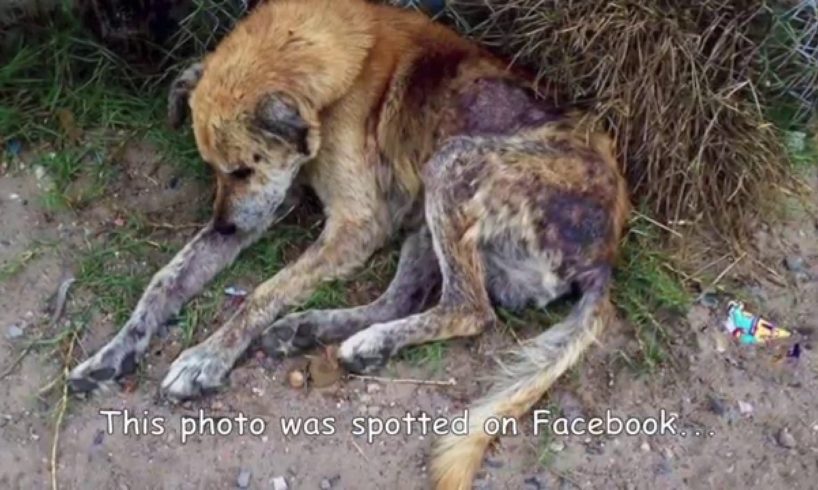 Street dog rescued in the worst state of neglect