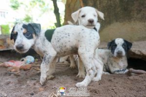 Super Cute Puppies Mom Walk Like Human!