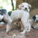 Super Cute Puppies Mom Walk Like Human!