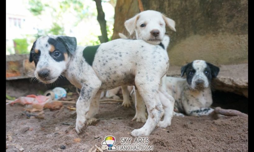 Super Cute Puppies Mom Walk Like Human!