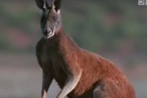 Survival in Australia for Kangaroos | BBC Wildlife | BBC Studios