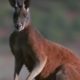 Survival in Australia for Kangaroos | BBC Wildlife | BBC Studios